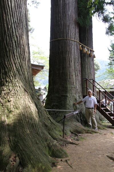 伊豆にもこんなに大きな天然杉（樹齢800年）がある（伊豆市修善寺の日枝神社で）
