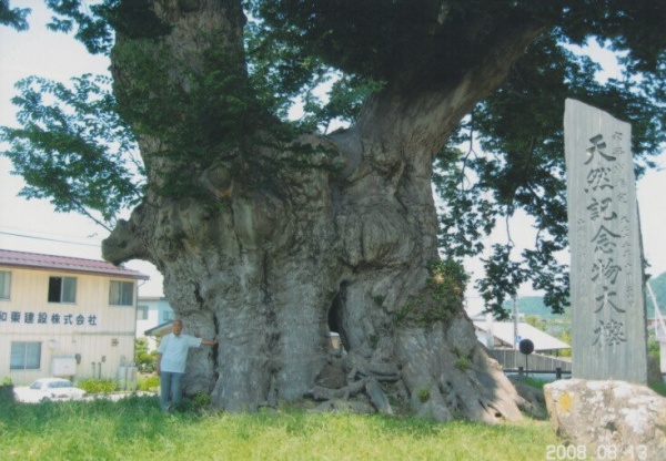 会長と直径約5メートルの日本最大の欅（山形県東根）